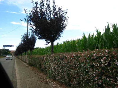 hecke2F07.jpg