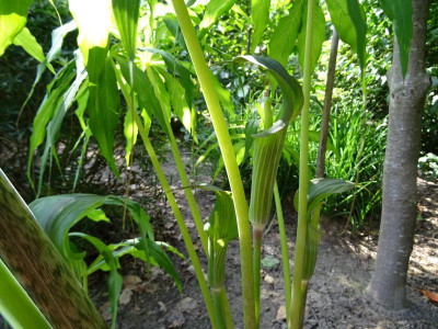 Arisaema consanguineum Juli 2020.JPG