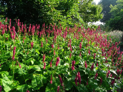 Persicaria amplexicaulis Juli 2020.JPG