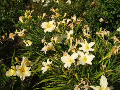 2020_0419MitteJuliGarten0078.JPG