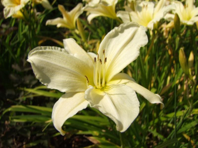 2020_0419MitteJuliGarten0080.JPG