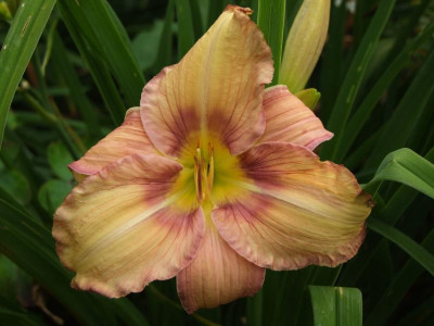 2020_0419MitteJuliGarten0118.JPG
