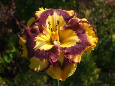 2020_0419MitteJuliGarten0023.JPG