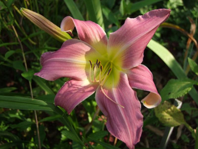 2020_0419MitteJuliGarten0029.JPG