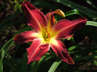 2020_0419MitteJuliGarten0033.JPG
