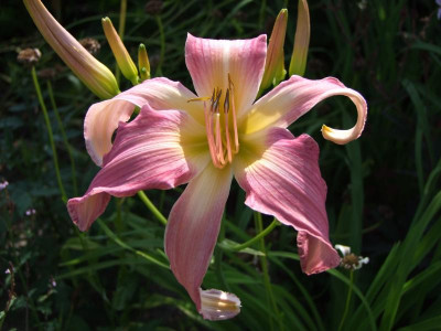 2020_0419MitteJuliGarten0038.JPG