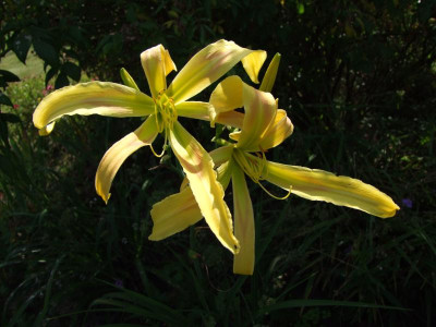 2020_0419MitteJuliGarten0041.JPG