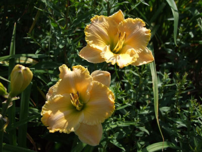 2020_0419MitteJuliGarten0048.JPG