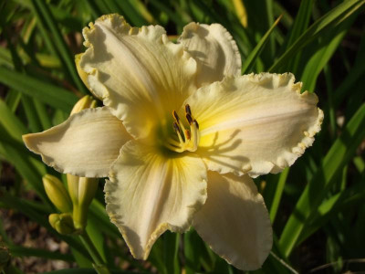 2020_0419MitteJuliGarten0076.JPG