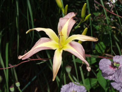 2020_0419MitteJuliGarten0105.JPG