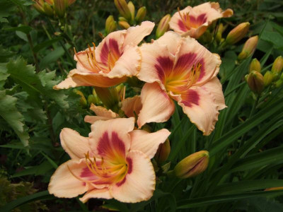2020_0419MitteJuliGarten0121.JPG
