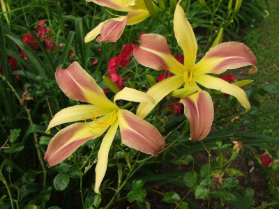 2020_0419MitteJuliGarten0128.JPG