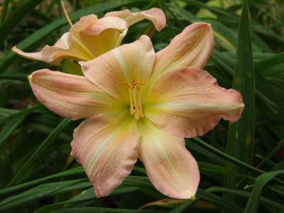 2020_0419MitteJuliGarten0132.JPG