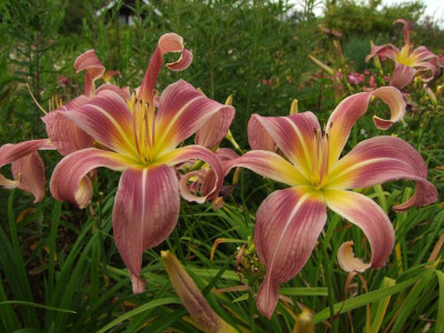 2020_0419MitteJuliGarten0156.JPG