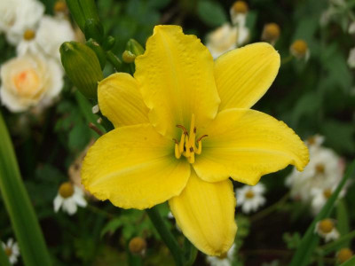 2020_0419MitteJuliGarten0160.JPG
