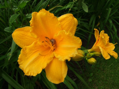 2020_0419MitteJuliGarten0177.JPG