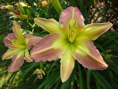 2020_0419MitteJuliGarten0069.JPG