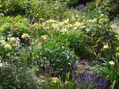 2020_0419MitteJuliGarten0052.JPG