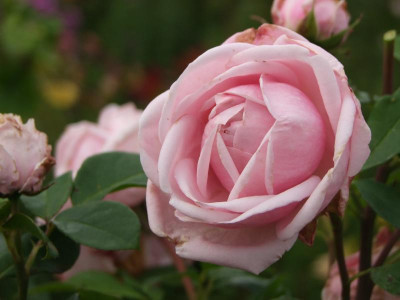 2020_0419MitteJuliGarten0142.JPG