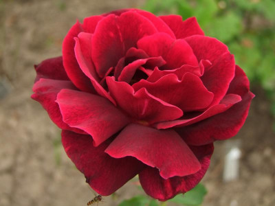 2020_0419MitteJuliGarten0152.JPG