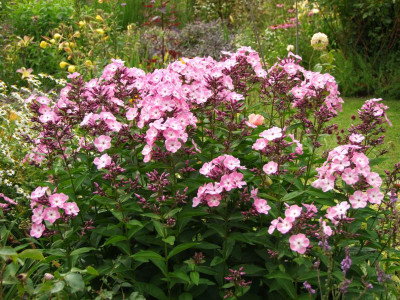 2020_0419MitteJuliGarten0114.JPG