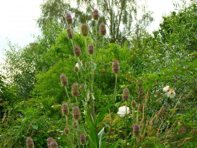 2020_0419MitteJuliGarten0159.JPG