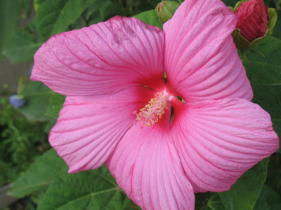 IMG_2818a.jpg_Riesen-Hibiskus.jpg