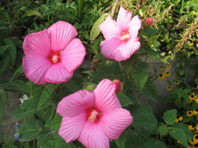 IMG_2815a.jpg_Riesen-Hibiskus2.jpg