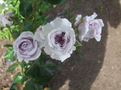 DSCF8521.JPG