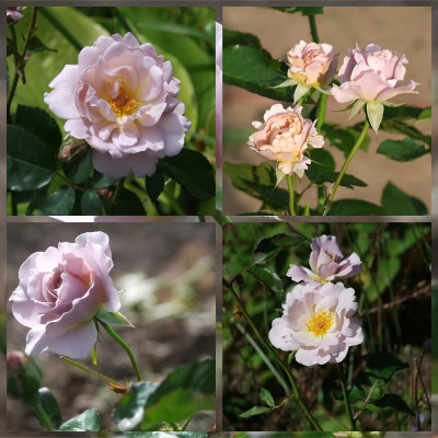 Silver-Cloud-Rose.jpg