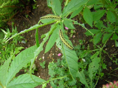 77RaupenfutternCleome.jpg