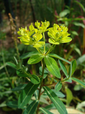 Euphorbia cornigera20.jpg