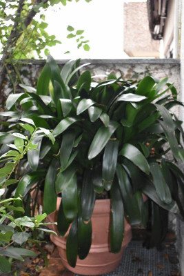 clivia 2020 005.JPG