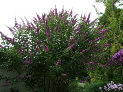 2020_0419MitteJuliGarten0187.JPG