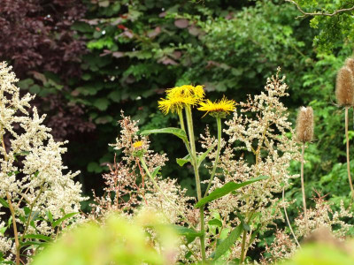 2020_0419MitteJuliGarten0109.JPG