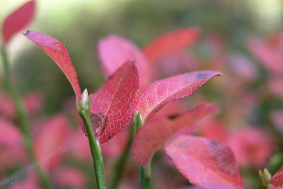 Blaubeerlaub-im-Herbst.jpg