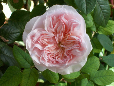 Claire_Rose_886.jpg