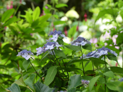 2020-07-16 Hydrangea 1.jpg