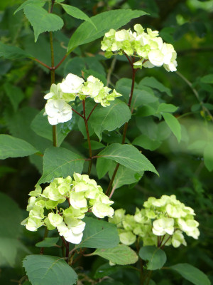2020-07-16 Hydrangea serrata 'Preziosa' 2.jpg