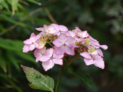 2020-07-16 Hydrangea 5.jpg