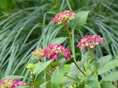 2020-07-16 Hydrangea 3.jpg