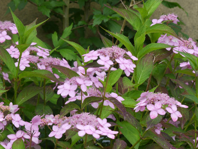 2020-07-16 Hydrangea 6.jpg
