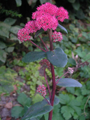 Sedum_unbekannt.jpg