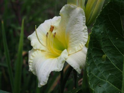Lime Frost b P7190057.JPG