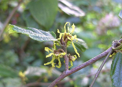 Hamamelis_virginiana_fars_2007.jpg