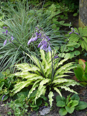 2020-07-20 Hosta 'Curly Fries' 1.jpg