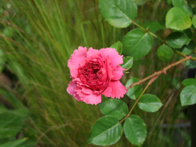 DSCF2054.JPG