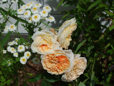 DSCF3473.JPG