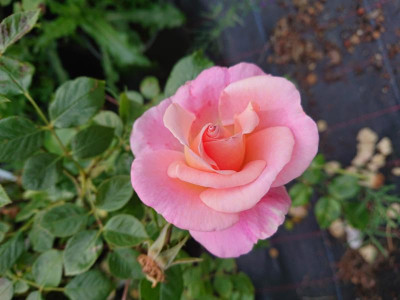 DSC_2085.JPG