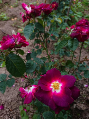 DSC_2171.JPG